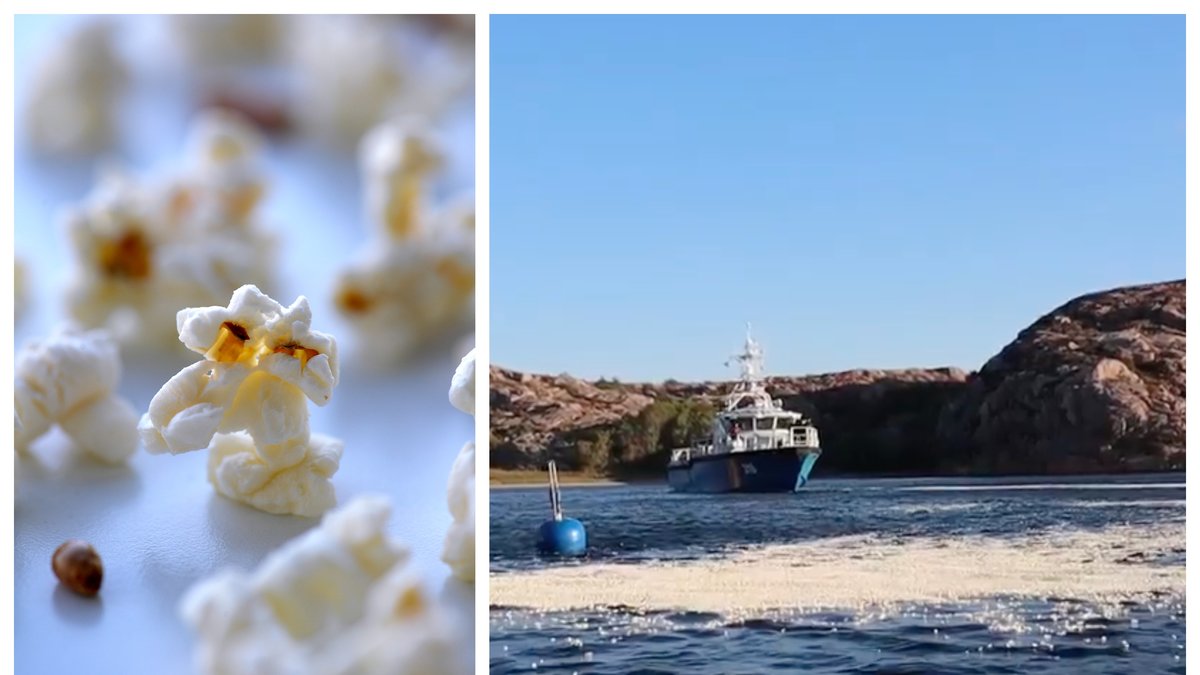 Varför dumpar man tusentals liter popcorn i Mälaren?